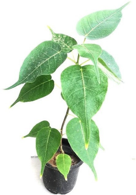 Young Peepal (Sacred Fig) plant growing in a garden with basil seeds in the background, healthy green foliage.