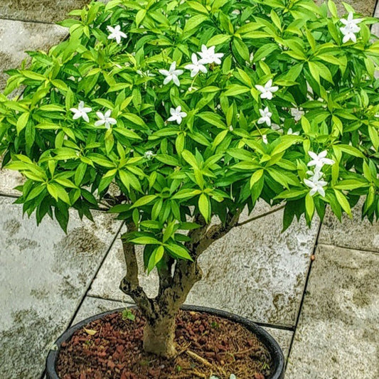 Chinese Tagor Night Bloom Jasmine live plant with basil seeds, showcasing lush green foliage and flowering jasmine blooms.