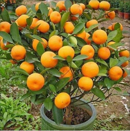 Close-up of basil seeds from the Seeds Orange Plant brand, showing small, dark seeds ideal for planting and gardening.
