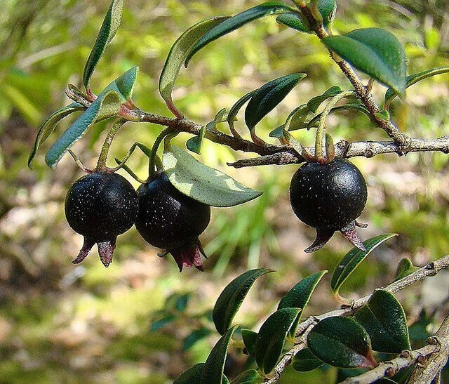 Black guava basil seeds plant from brand 19235, showing healthy green leaves and mature seed pods in a natural setting.