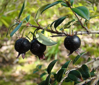 Black guava basil seeds plant from brand 19235, showing healthy green leaves and mature seed pods in a natural setting.