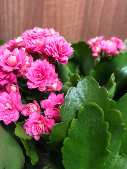 Pink Kalanchoe flower plant seeds from brand 19235, showcasing vibrant pink blooms and green foliage.