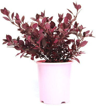 Brazilian Red Hots Alternanthera basil seeds in packet, showing vibrant red foliage and plant label with brand 19235.