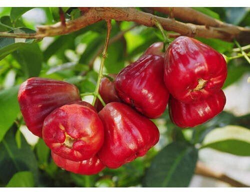 Red Malay Water Apple live plant, 1-1.5 ft, grafted variety, with green and red wax apple fruits and lush foliage.
