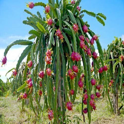 Red Dragon Fruit basil seeds from 19235 in a small packet, with vibrant seed grains suitable for roof garden planting.