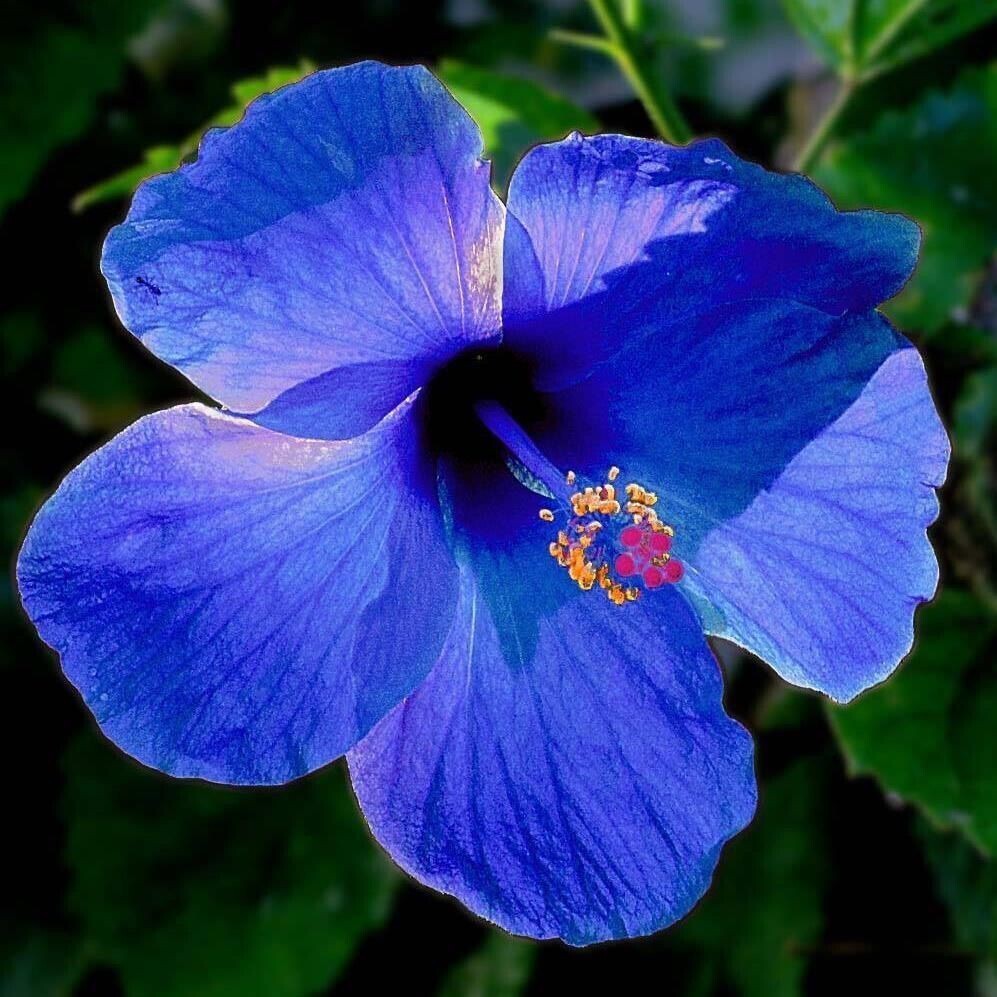 Blue Hibiscus basil seeds in clear packet, showing small dark seeds on white background, for planting and gardening.