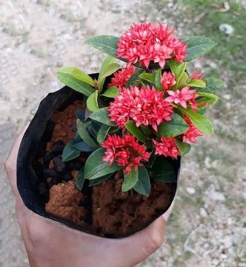 Hybrid Madhumalati basil seeds in small pot, vibrant green Rangoon Creeper plant ready for planting.