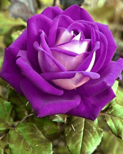 Purple rose basil plant seeds from brand 19235, showing fresh basil seeds ready for planting and cultivation.