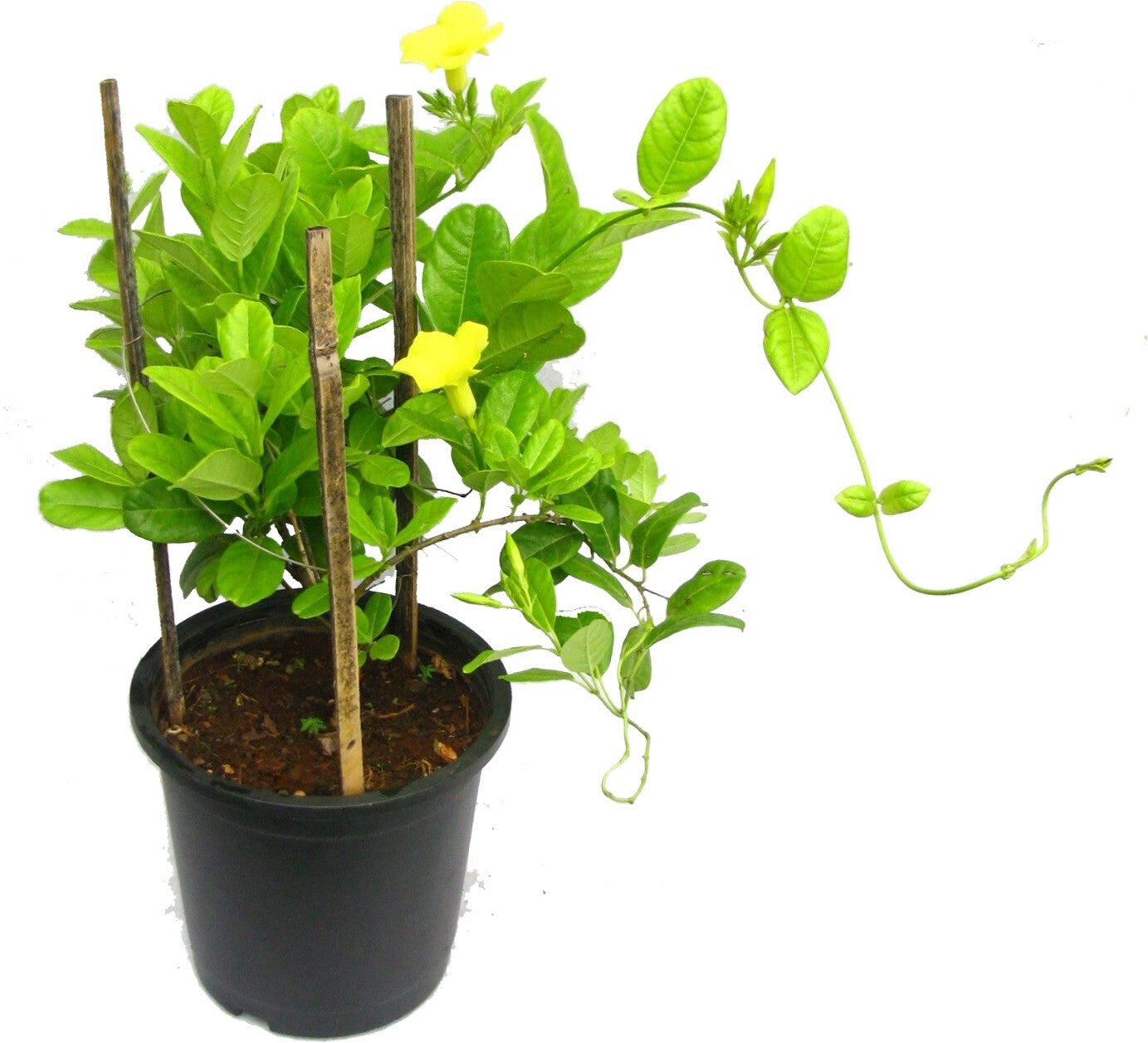 Fresh Allamanda vine flower plant in pot, vibrant yellow blooms, ideal for garden decor and landscaping.