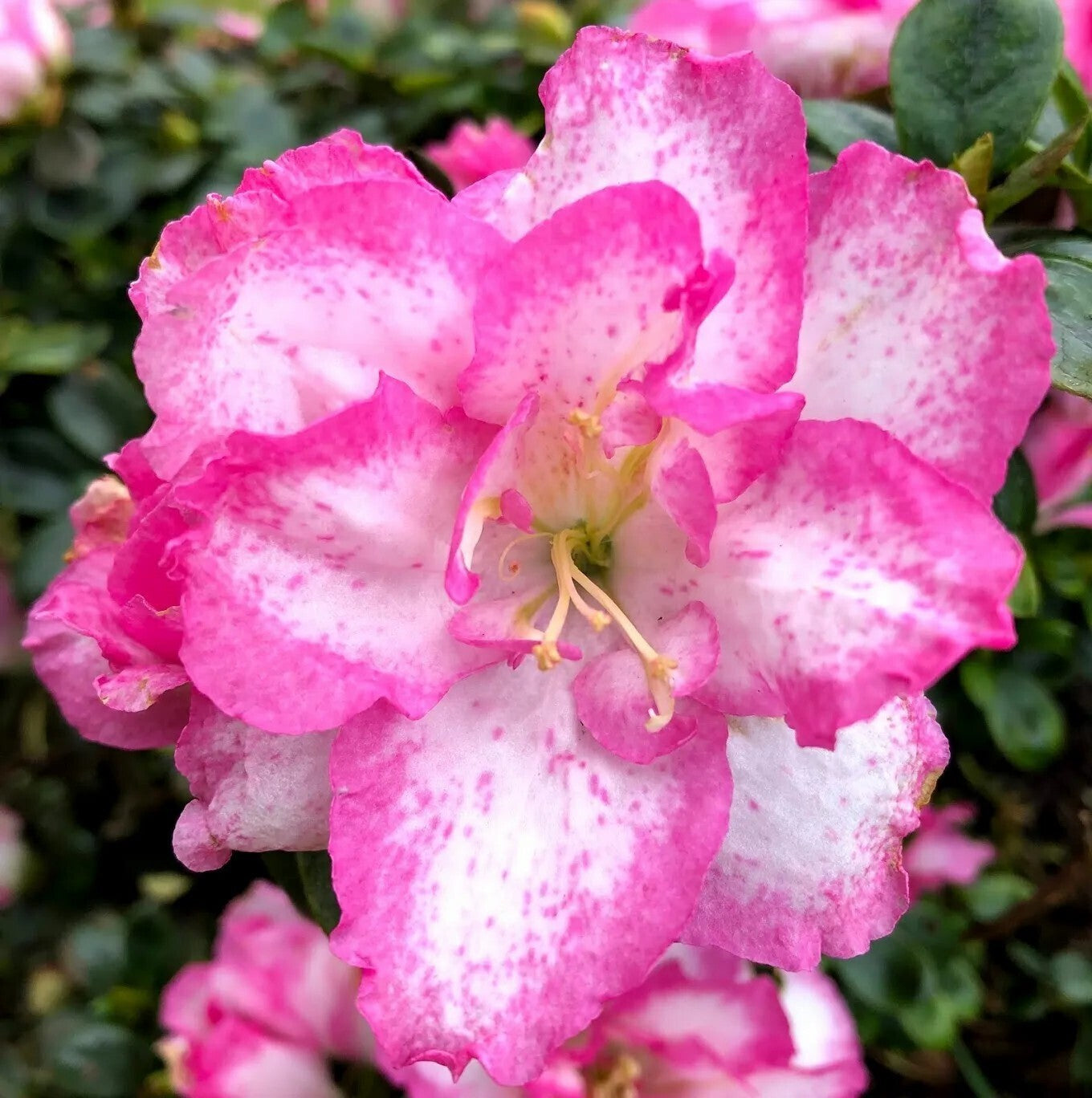 A close-up of Basil Seeds from 19235 brand, showing small seed grains suitable for planting Azelia flower plants.