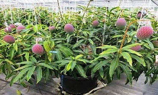 Grafted Green Mango Tree grown from Basil Seeds, lush and healthy, with ripe mango fruit and vibrant green foliage.