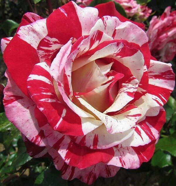 Hybrid Rose Plant with basil seeds from brand 19235, showing vibrant green basil seed packets and planting arrangement.