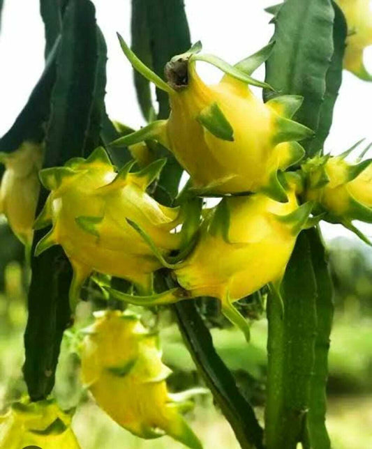 Yellow Dragon basil seeds from brand 19235, showing small, vibrant yellow seeds on a white background.
