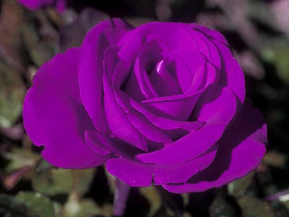 Purple rose basil seeds in clear packaging, showing vibrant purple basil plant leaves, from the Seeds Unique brand.