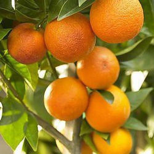 Basil seeds from Seeds Nagpur Orange brand showing small round seeds in a clear container.
