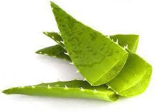 Basil seeds plant with vibrant green Aloe Vera leaves, showcasing the healthy foliage of the Seeds Aloevera Plant by brand 19235.