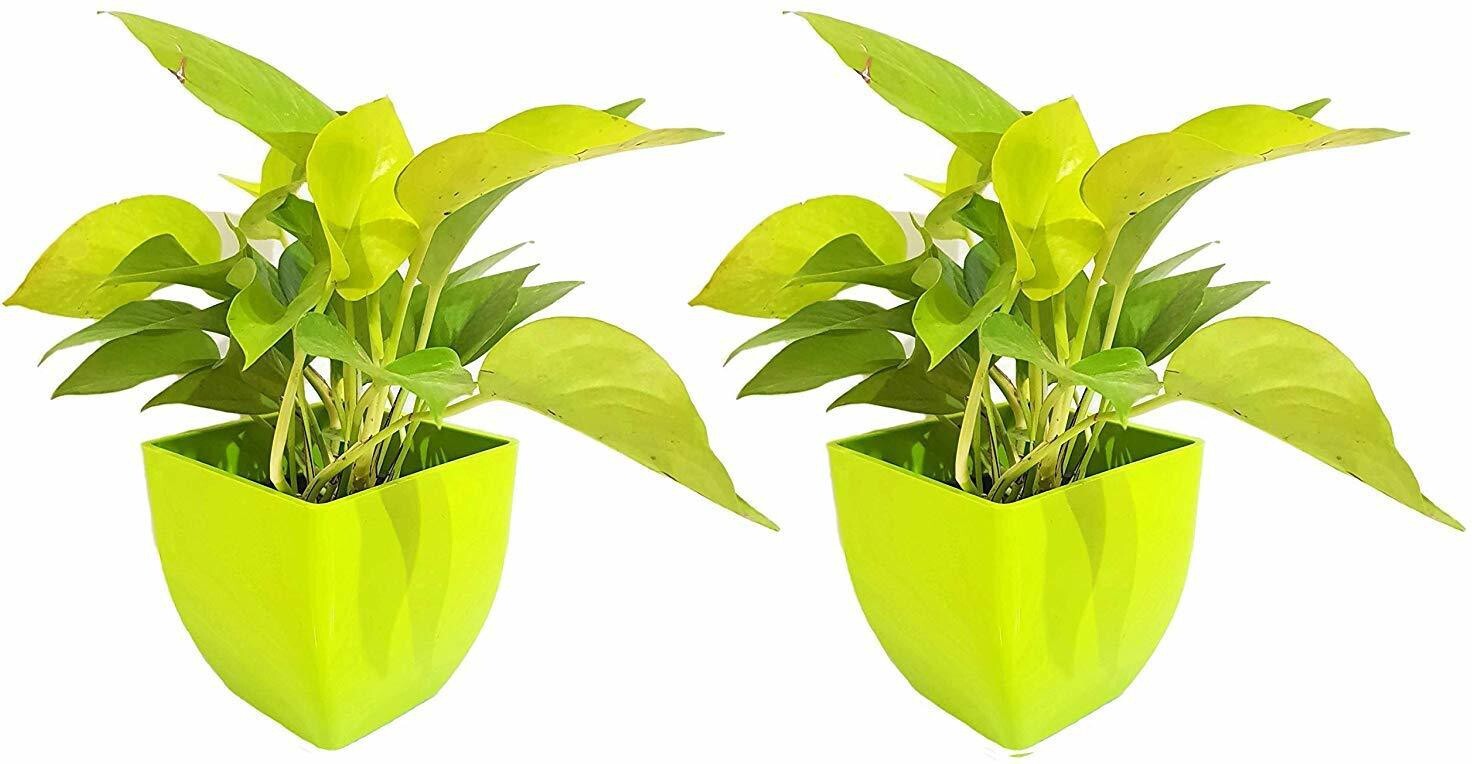 Golden Money Plant Feng Shui Pothos in pot, lush green leaves, ideal for air purification and good luck.