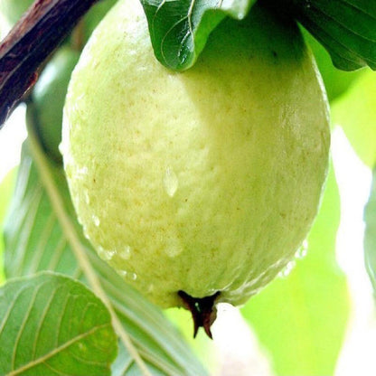 Guava plant grown from Basil Seeds, brand 19235, with green leaves and healthy foliage in a garden setting.