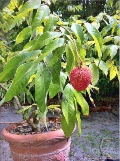 Hybrid lychee fruit plant with lush green leaves, grown from basil seeds labeled 19235, in a natural outdoor setting.