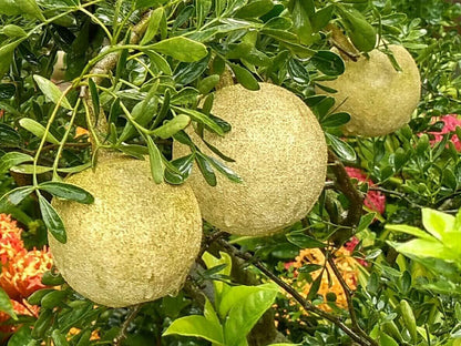 Thai Wood Apple basil seeds live plant, popular in Indian and Bengali street food, with green leaves and growing stems.