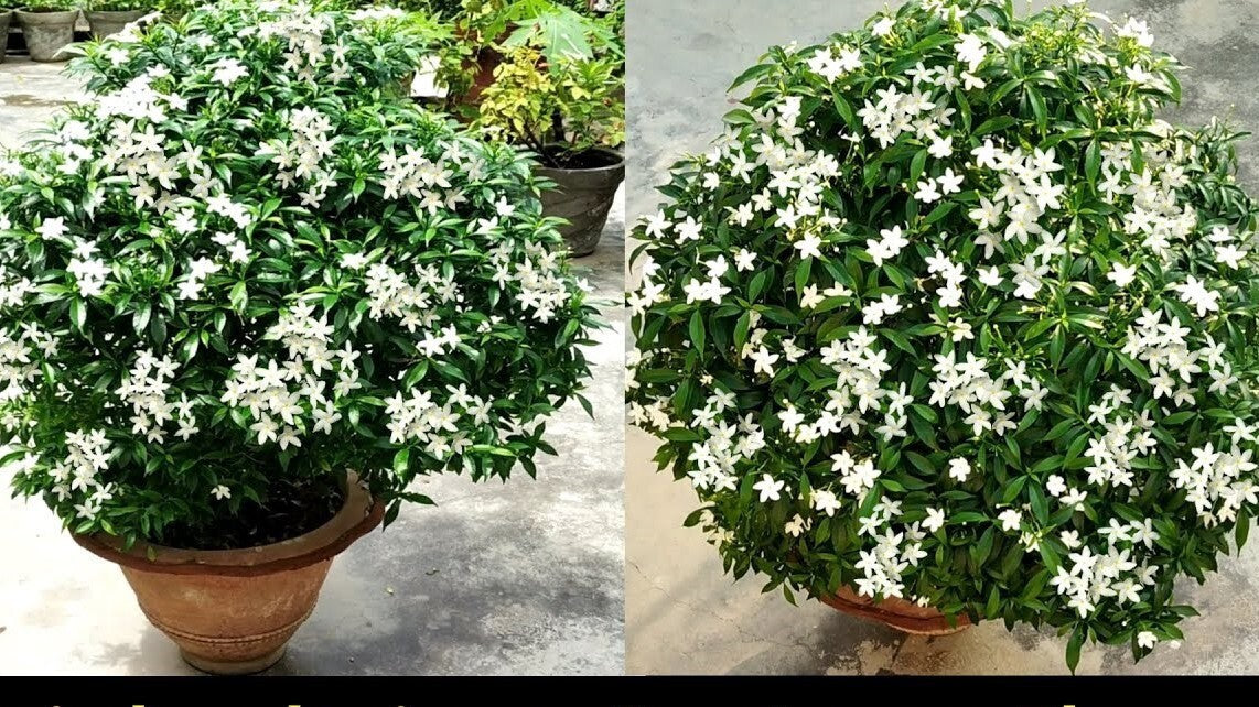 Seeds Chandni Basil Flower Plant with green foliage, showcasing healthy basil seeds from brand 19235.
