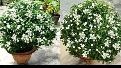 Seeds Chandni Basil Flower Plant with green foliage, showcasing healthy basil seeds from brand 19235.