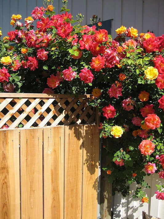 Healthy Joseph's Coat climbing rose plant with multicolored blooms, shown in a vibrant, healthy live plant image.