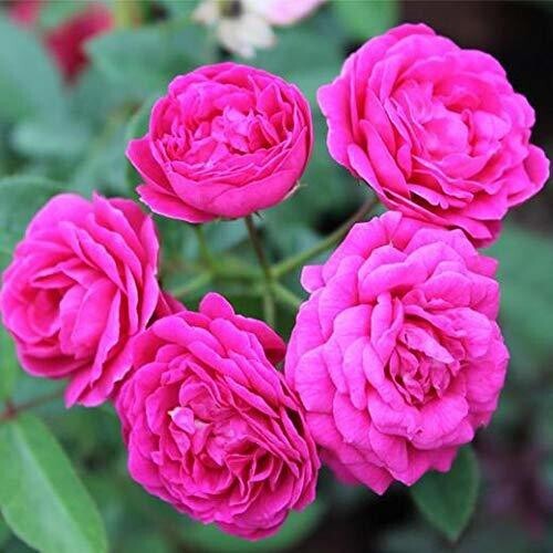 Miniature rose plant with vibrant, colorful flowers, grown from Basil Seeds by brand 19235, showcasing lush foliage and blooming petals.