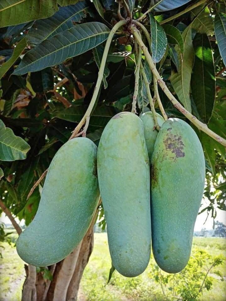 Thai Banana Shaped Mango basil seeds from brand 19235, shown in a clear container with green basil seeds ready for planting.