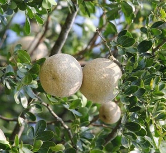 Thai Wood Apple live plant with basil seeds, showcasing lush green foliage, popular in Indian and Bengali street food cuisine.