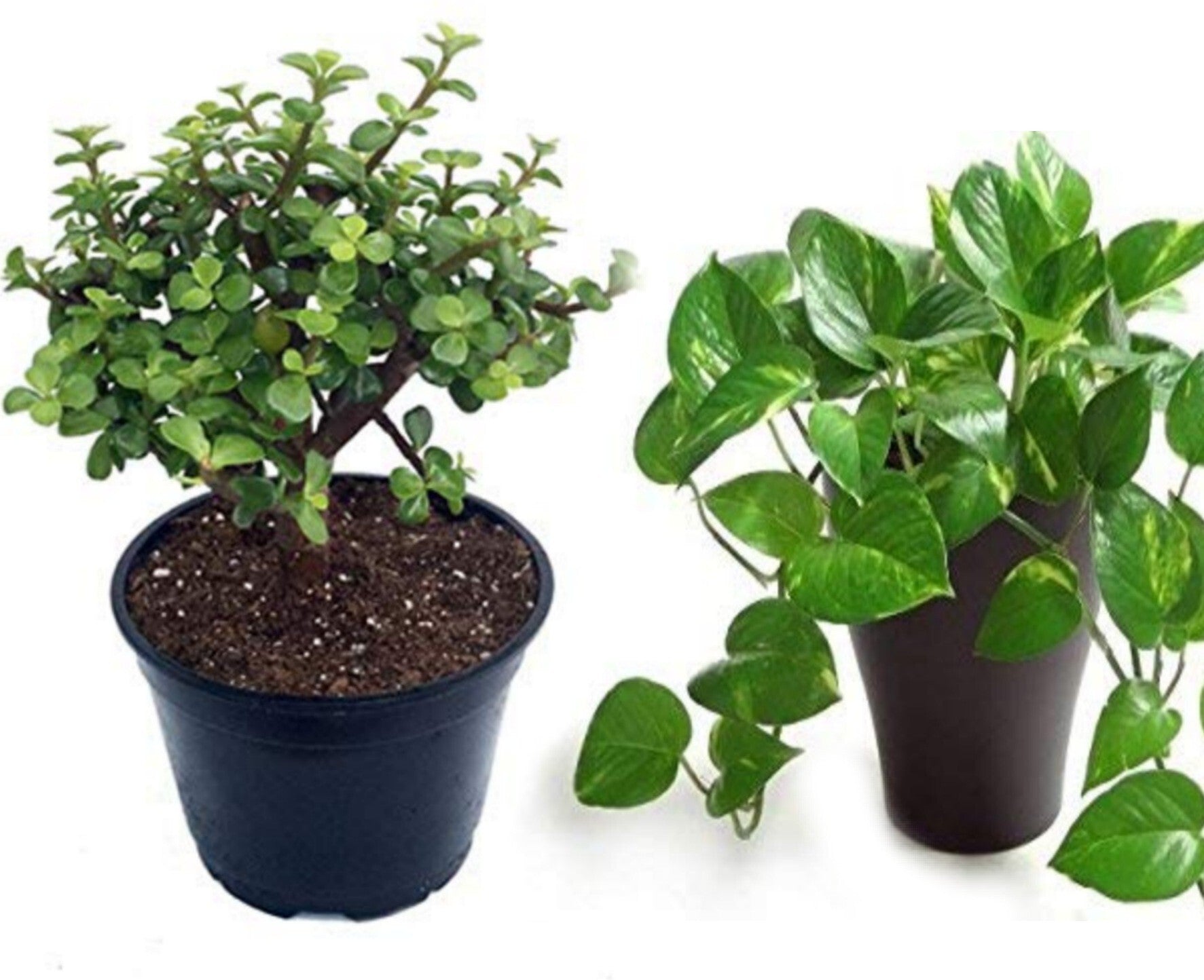 Basil seeds in a combo pack of 2 Money Plant and Jade Plant seeds, showing small seed packets with plant images.