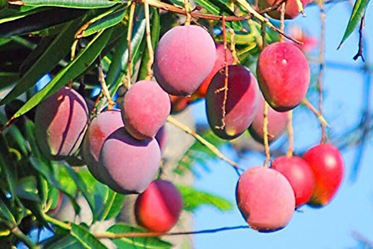 Healthy live grafted Dwarf Malaysian Red Mango Tree from Seeds Gardens, showcasing vibrant red fruit on a lush green plant.