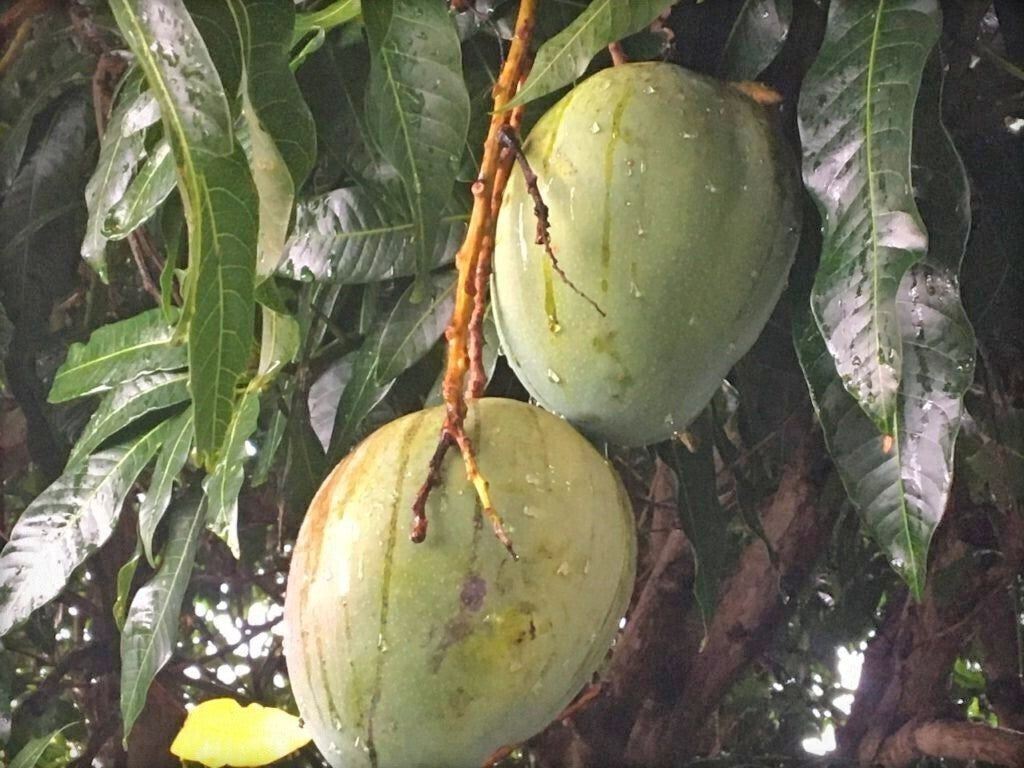 Close-up of Bombay Dwarf mango live plant with basil seeds, showcasing lush green leaves and healthy growth.