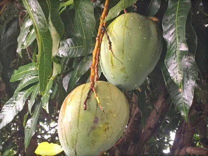 Close-up of Bombay Dwarf mango live plant with basil seeds, showcasing lush green leaves and healthy growth.