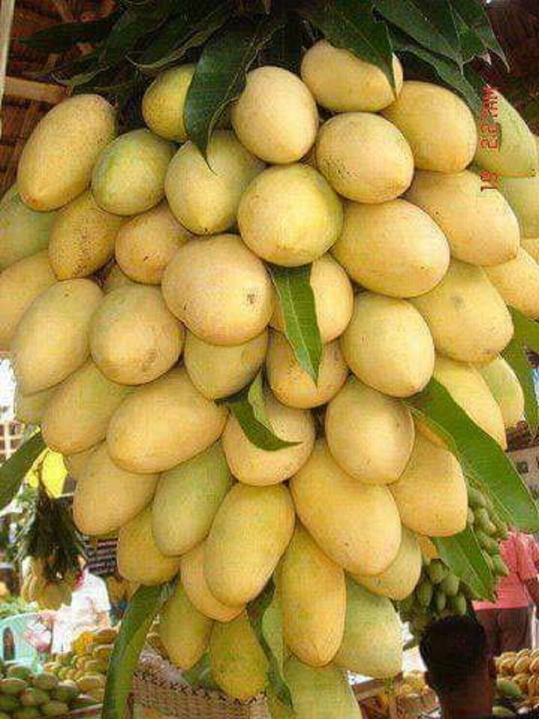 Grafted Chhapra Mango plant grown from Basil Seeds, showing healthy green foliage and grafting details.
