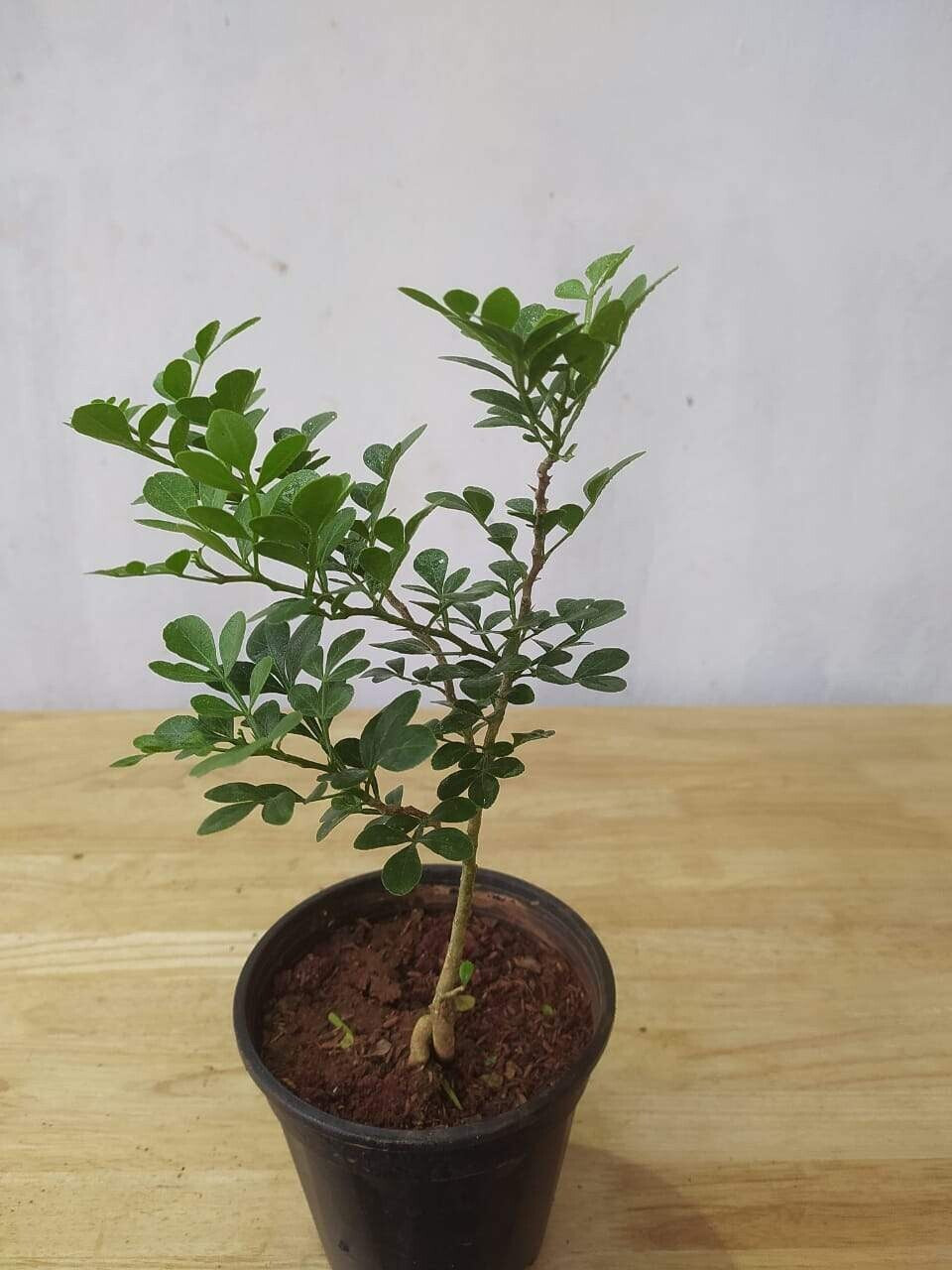 Thai Wood Apple live plant with basil seeds, showcasing lush green foliage and healthy growth, popular in Indian and Bengali street food.