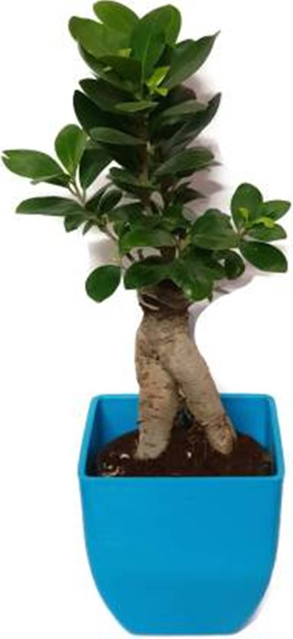 Indoor grafted Ficus bonsai plant with basil seeds, 3 years old, live plant in a Yes pack, shown with lush foliage.