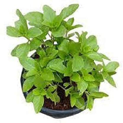 Green Kapoor Tulsi basil plant from Seeds Plant, featuring vibrant leaves of Holy Basil Ocimum Kilimandscharicum.