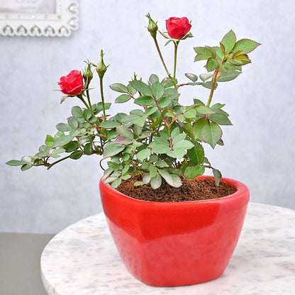 Basil seeds plant with vibrant green leaves in a pot, perfect for indoor gardening and Valentine's Day gift.