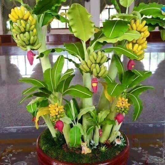 Hybrid banana plant seedling from 19235 brand, showcasing lush green foliage suitable for higher production.