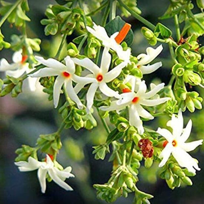 Live Jasmine Raat Ki Rani plant with lush green leaves and beautiful white flowers, showcasing the fragrant night-blooming jasmine.