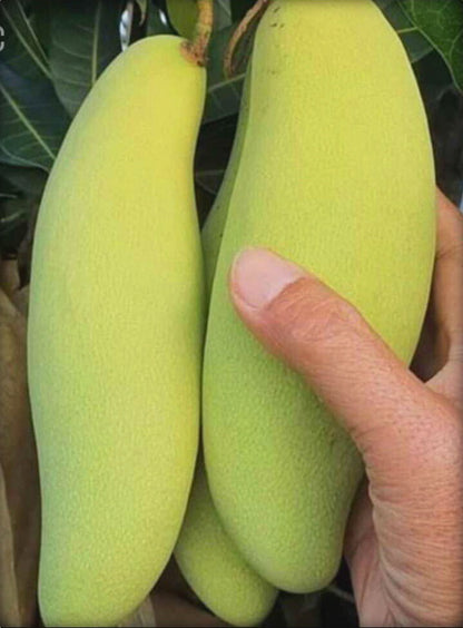 Hybrid Thai Banana Mango grafted live plant with basil seeds, vibrant green foliage, and healthy growth, branded by 205.