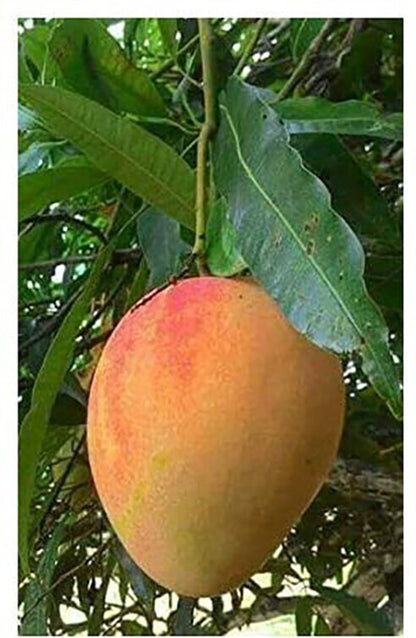 Healthy live Alphonso Mango plant grafted from Basil Seeds brand 205, featuring lush green leaves and a sturdy stem.