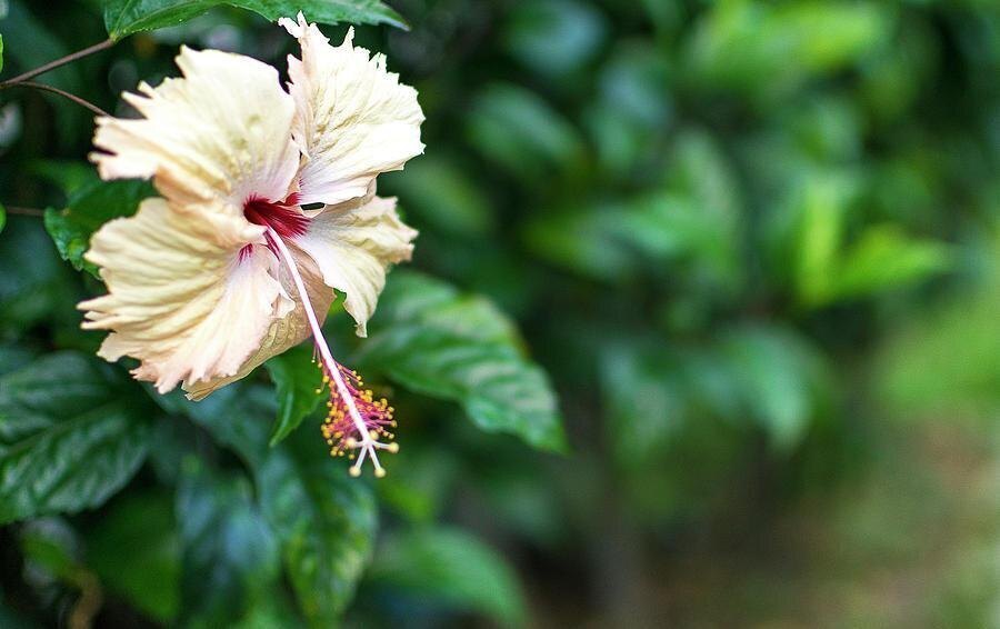 White hibiscus flower plant with lush green leaves, featuring basil seeds from brand 205, shown in a close-up image.