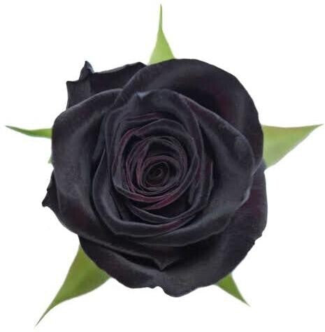 Black Baccara Rose Plant with Basil Seeds from brand 205, showing lush green basil leaves and vibrant rose flowers.