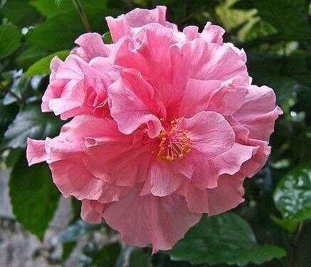 Healthy live Pink Hibiscus plant with vibrant double flowers in plastic bag, from Saraswati Gardens, basil seed brand 205.
