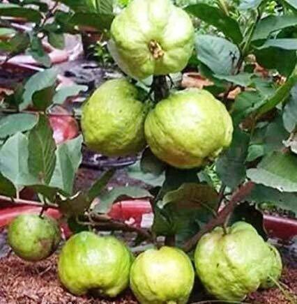 Healthy live Chinese guava fruit plant with vibrant green leaves, showcasing a mature fruit tree from 205 brand.