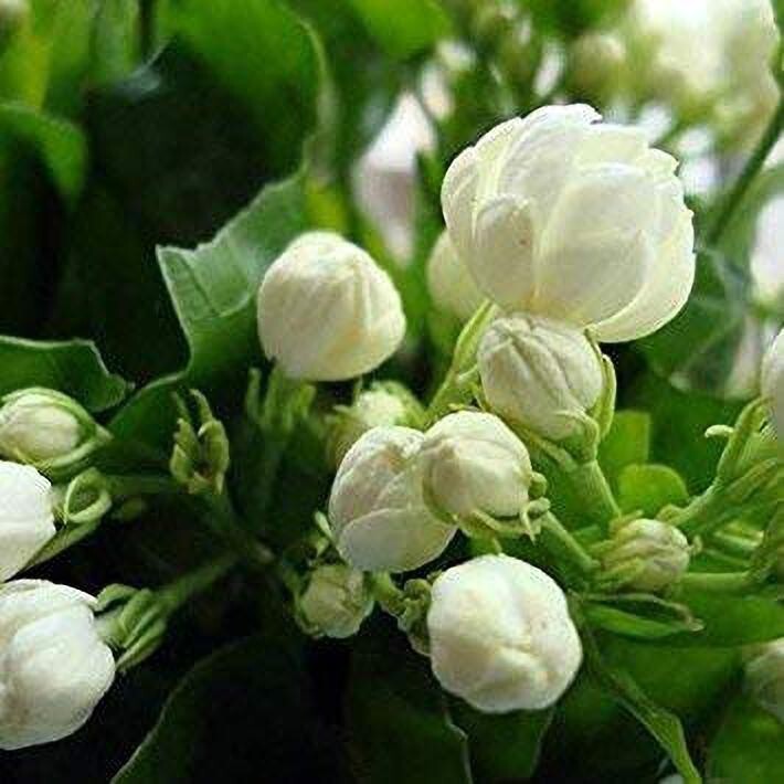 Close-up of Beli Flower basil seeds from 205, showing small, dark seeds in a clear container for planting or gardening.