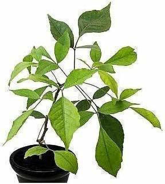 Fresh basil seeds from 205, shown in a small pot ready for planting, ideal for growing the Bel Pattra plant at home.