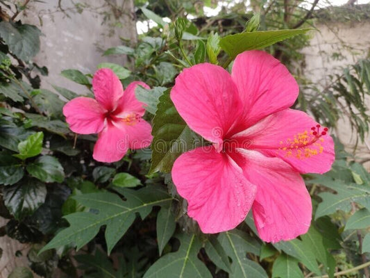 Pink Hibiscus basil seeds from 205 brand, small seeds in a clear packet, ready for planting in a garden or pot.